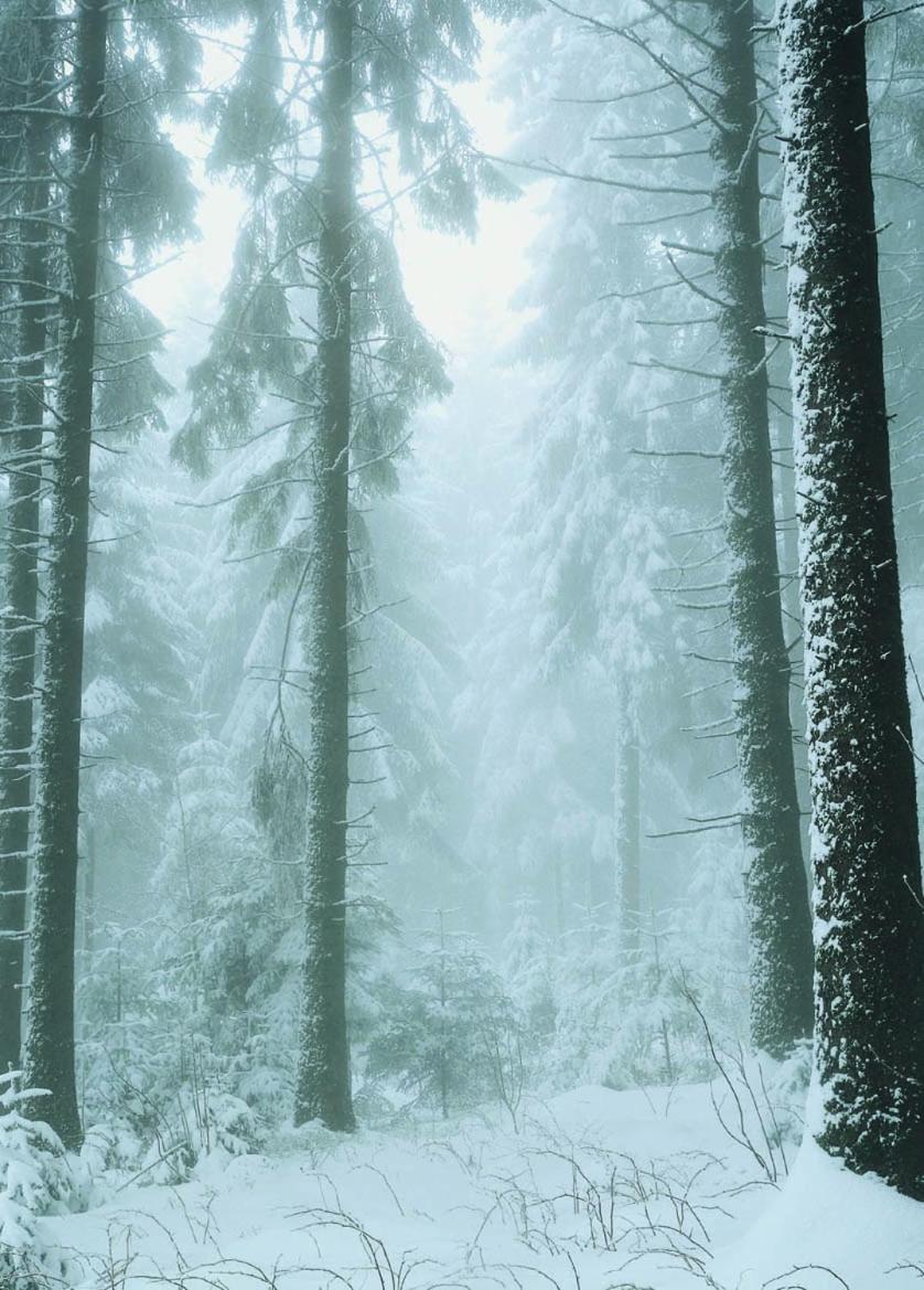 Ferienwohnung Bodehexe 2 Braunlage Bagian luar foto