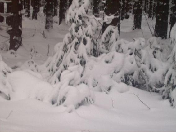 Ferienwohnung Bodehexe 2 Braunlage Bagian luar foto